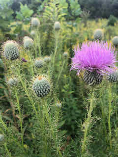 Thistles