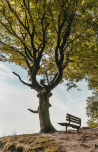 Tree rooted in the ground with an empty bench